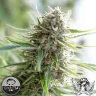 Dinafem Seeds Critical Mass CBD